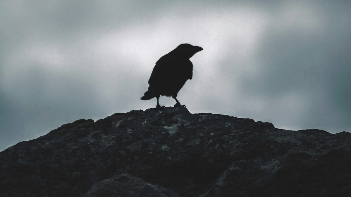 Elijah and the ravens – a lesson in letting go