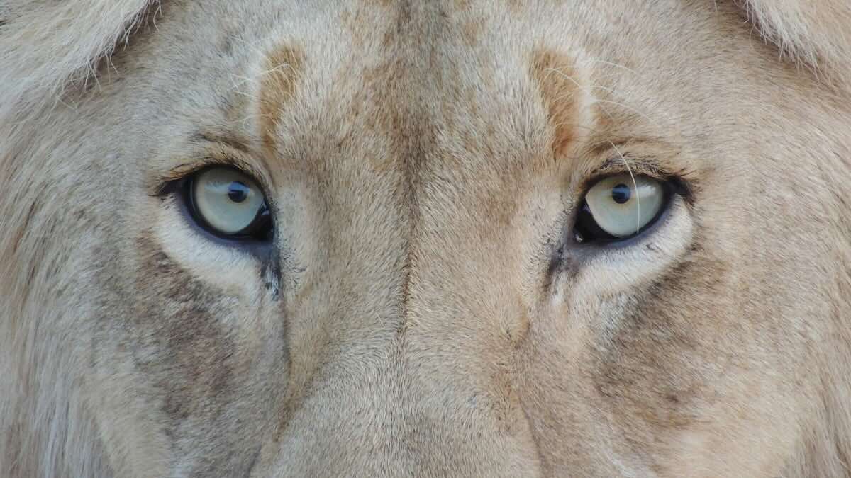 Where did all the lions in the Bible go?