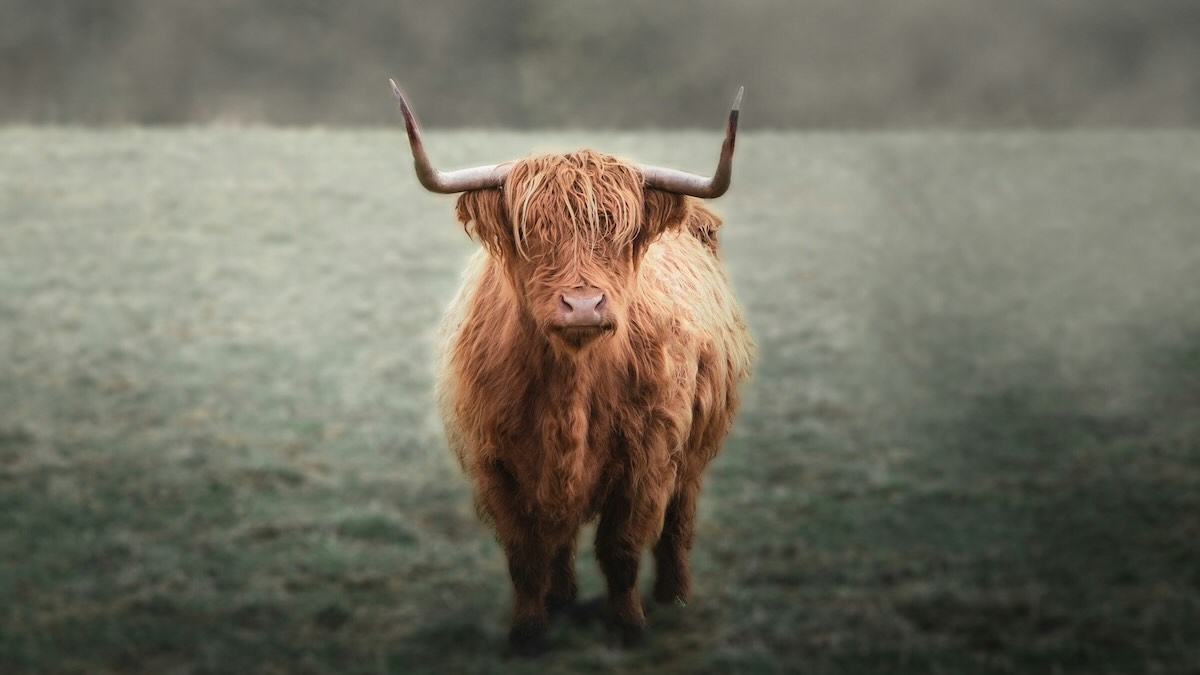 New Earth tools #20 – Fortitude